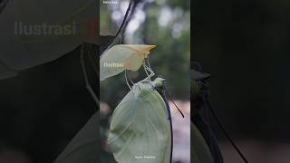 Arti Mimpi Melihat Kepompong