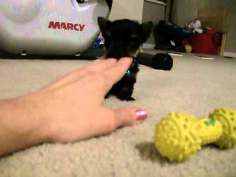 Priceless Yorkie Puppy Mia Worlds Smallest Teacup Yorkshire Puppy