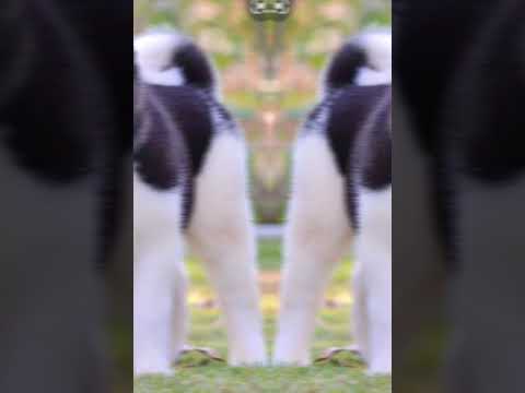 akita americano