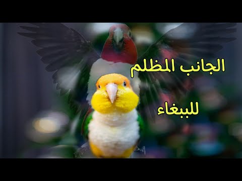 عيوب تربية الببغاوات الاليفه في المنزل