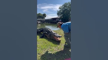 Training 2 alligators at the same time #goated #alligator #training