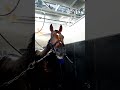 ドウデュース近況