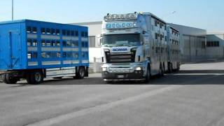 scania R Zilio v8 trasporto bestiame