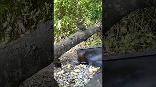 Bird Walk #cowbird #strolls #feedercam #funny #birds #birdingparadise #nature #birdspecies #chirpy