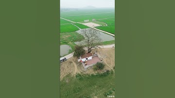 Cây gạo Miếu Bà Cô Bắc Giang