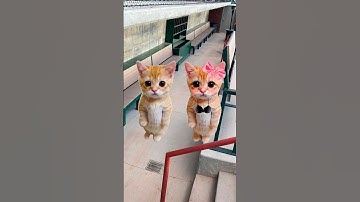 Why does a kitty always want to be “just friend”? Explain with kitties.