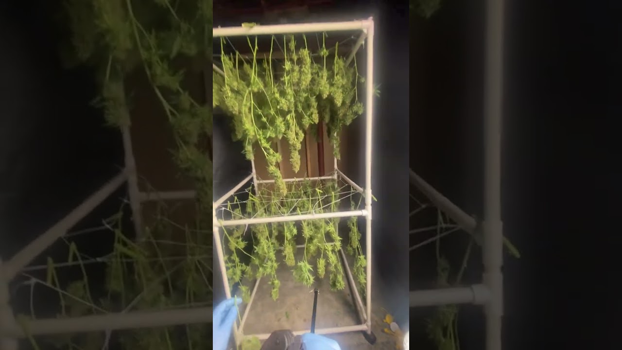 HARVEST: Pineapple Kush