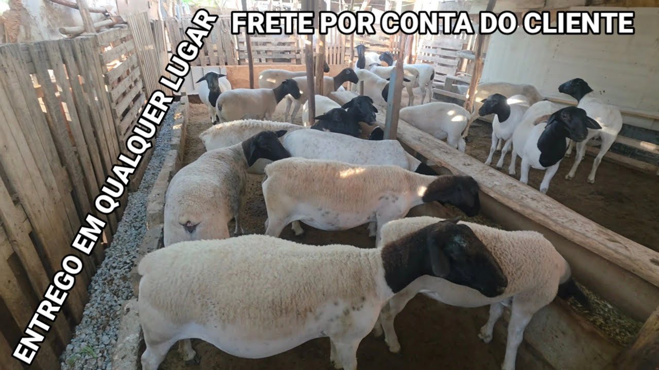 VENDA PERMANENTE DE ANIMAIS EM SANTA CRUZ DO CAPIBARIBE-PE 