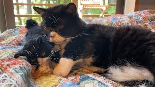 猫のそばにぬいぐるみを置くと可愛い説は本当なのか試してみた