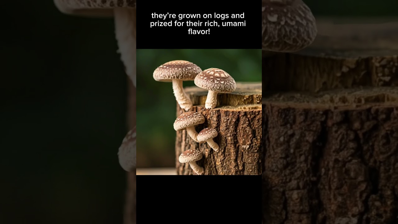 Shiitake Mushrooms: Ancient Flavor with Modern Nutrition!  