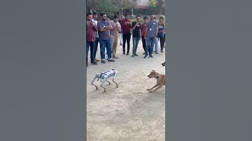 IIT Khanpur Robo vs Real Dogs#technology #robotics #iit #science #artificialintelligence #humanoids