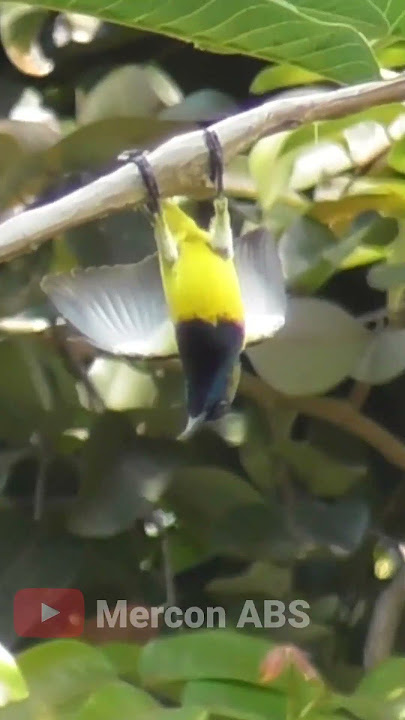 The Most Disturbing Sogon Lure for Wild Birds