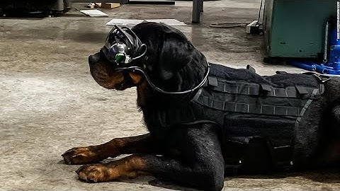 US military dogs are trialing augmented reality goggles
