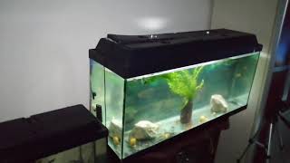 Muhabbet Kuşlarını 1Metre Balıklı Akvaryumla Takas Yaptım.