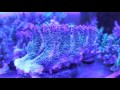 "Acropora Hyacinthus" под Актинниками