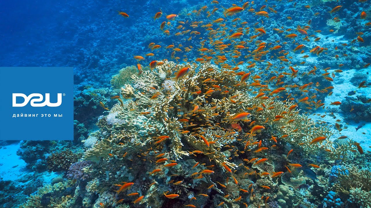 D2U club - дайвинг сафари - северный маршрут - Ras Mohammed - Jackfish Alley - Shark & Yolanda Reef