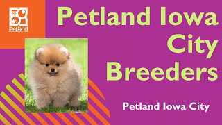 The Inside Scoop On Petland Iowa City Breeders 🧡