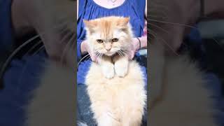 Wednesday kitty dance 💃💃💃 🖤please, sound on 🔉 #wednesday   #wednesdayaddams   #shorts