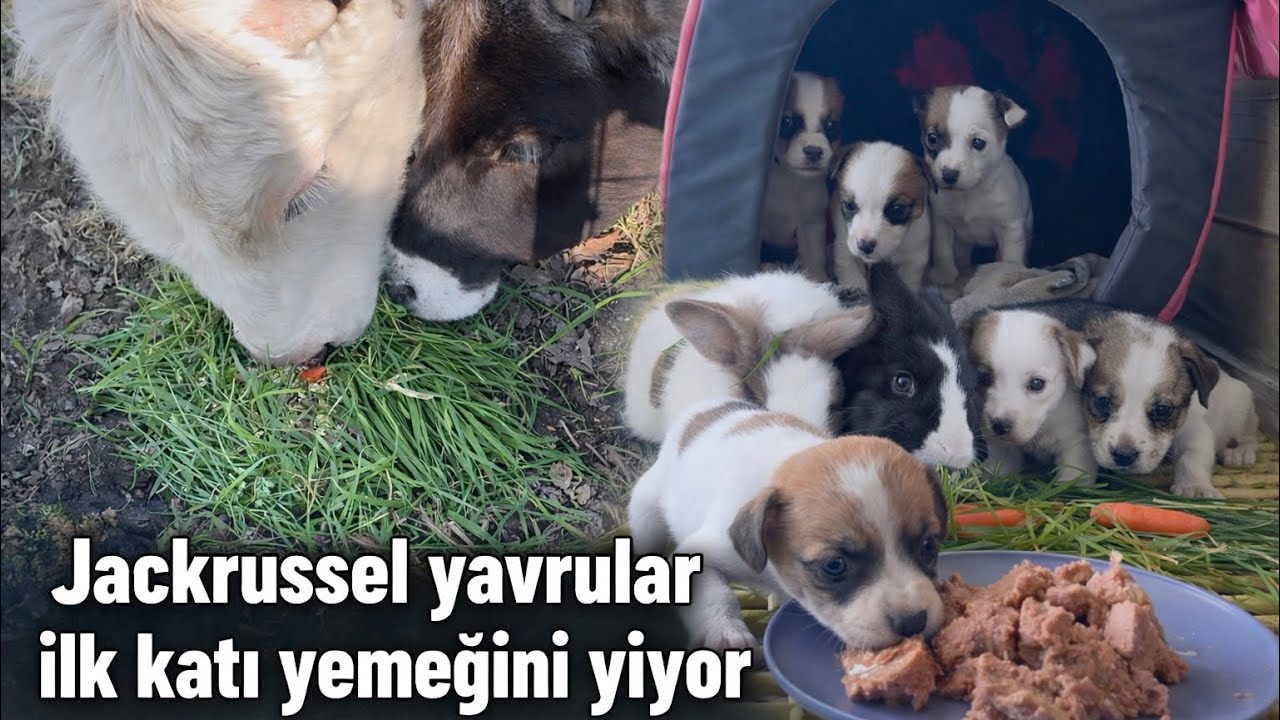 YAVRU KÖPEKLER İLK YEMEKLERİNİ YİYOR TAVŞANLARA OT TOPLADIM