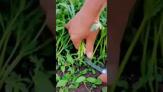 MP 8k9h5g mini rotary tillage and ridging all-in one tree 🌲 short view