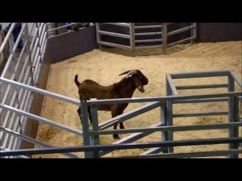 Exotic Goats Sell At The Arthur Sale Barn Youtube