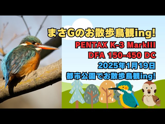 まさGのお散歩鳥観ing! PENTAX K-3MarkIIIとDFA150450でお散歩鳥観ing