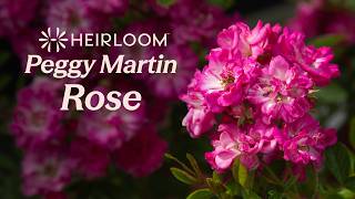 Hurricane Katrinas Surviving Climber Rose @heirloomroses