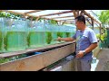 Fish Farming│ Inside the most successful EXOTIC GUPPY FARM! A young man survive by selling guppies