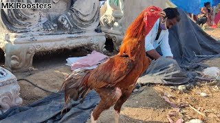 Guntur Roosters market 🐓