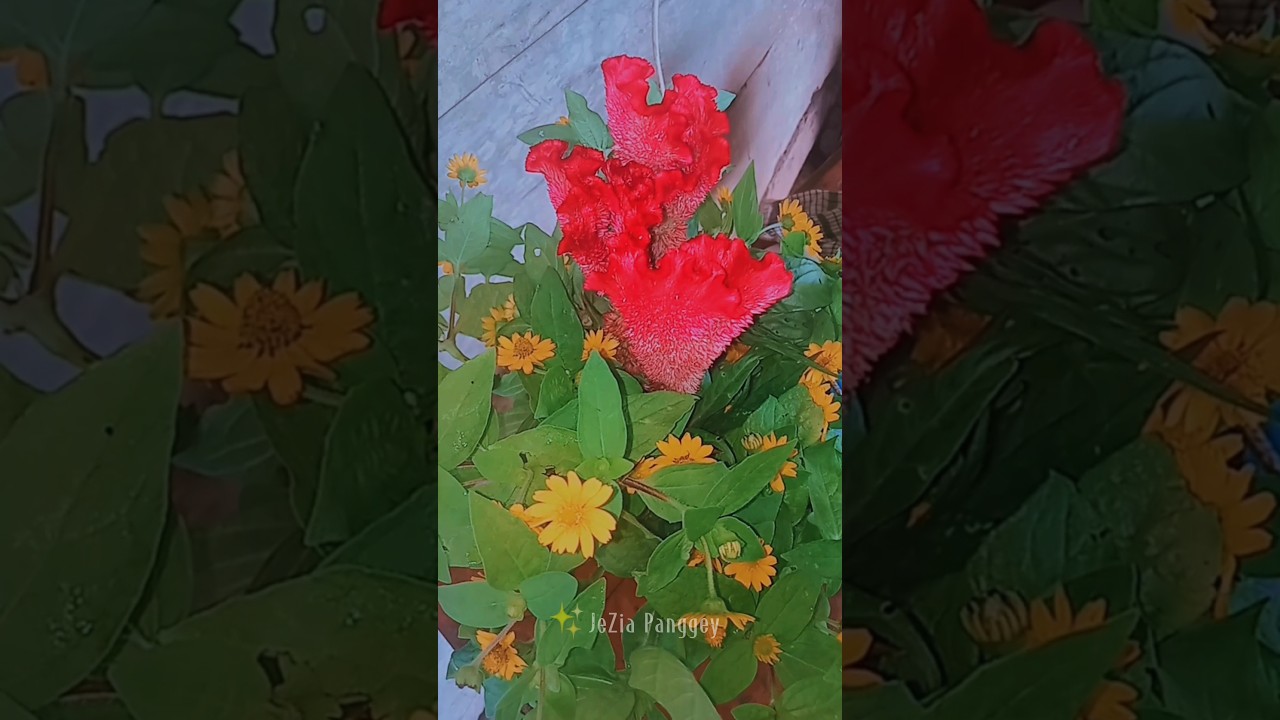 Bunga Celosia Merah Di Antara Bunga Matahari Mini | JeZia Panggey 