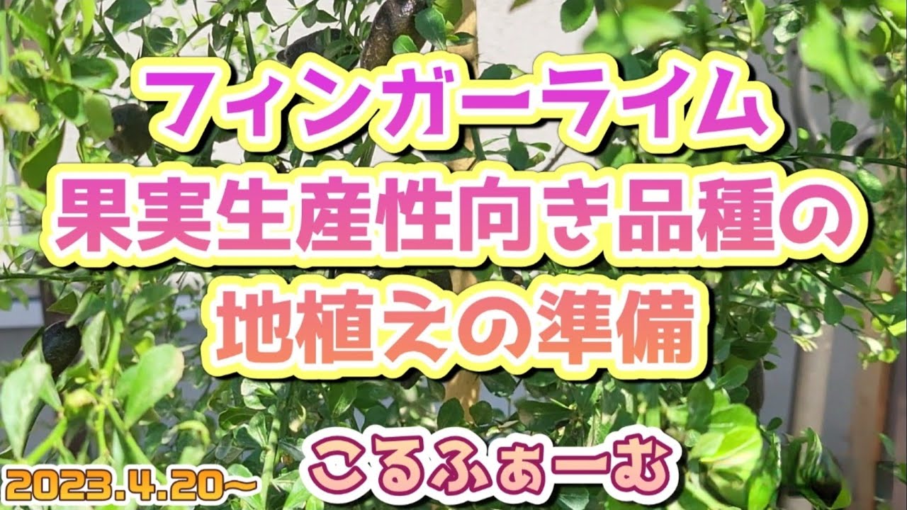 フィンガーライム】 4月中旬からの様子と果実生産性向き品種の地植えの