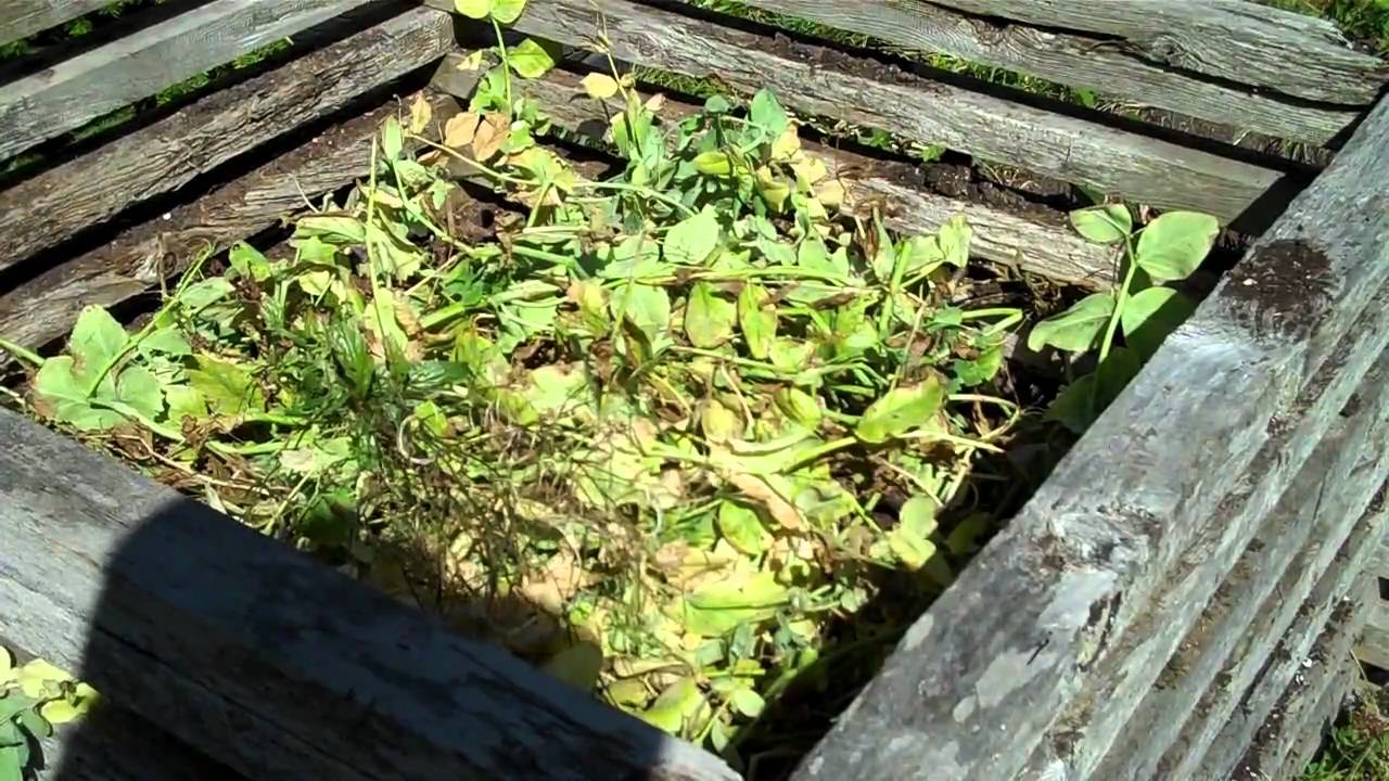 August 24, 2010 SFG Update, Free Seed, Brussels Sprouts Pruning YouTube