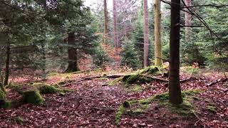 Binaural Ambience - Rainy Day in the Woods (for headphones only)