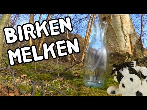 Birken melken – Birkenwasser selber zapfen