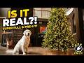 Looks Like a Real Tree - Super Full & Prelit for Christmas!