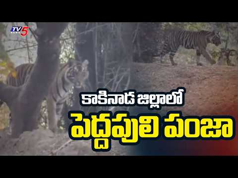 పెద్దపులి పంజా | Bengal Tiger Hulchul Near Eleswaram | Kakinada District | TV5 News - TV5NEWS