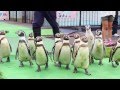 室蘭水族館「ペンギンの行進」がかわいい！@北海道室蘭市 Muroran Aquarium Pen