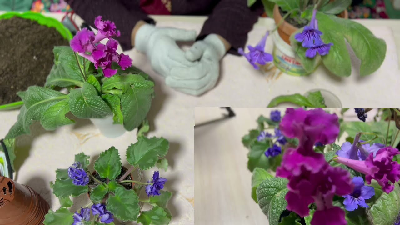 Стрептокарпус