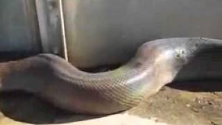 Вот это прикол, самая крупная змея найдена мёртвой Вот это прикол, самая крупная змея найдена мёртвой