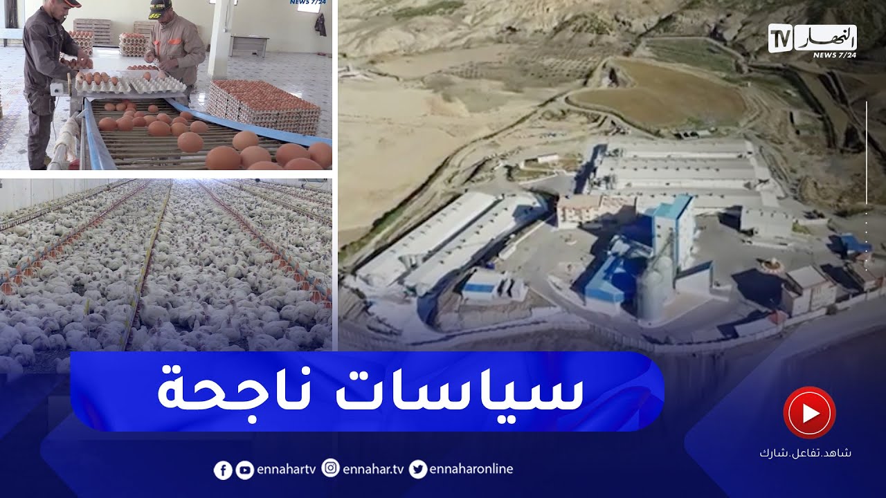 برج بوعريريج: شعبة تربية الدواجن.. جهود الرئيس تحقق نتائج ملموسة على أرض الواقع