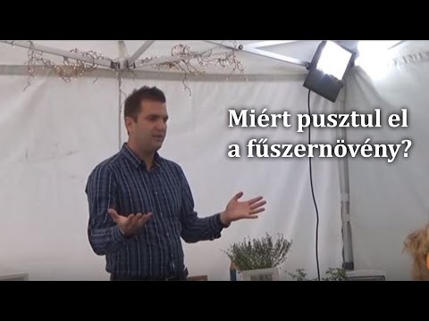 Videó: Miért pusztul el a fenyőfám?