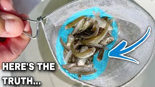 THE BRUTAL TRUTH‍♂| CRAPPIE Fishing With LIVE MINNOWS‼| MUST WATCH‼