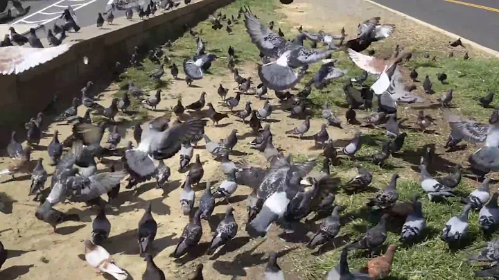 So many pigeons