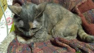 今日の猫インスリン注射を失敗するポンコツ飼い主 Youtube 今日の猫インスリン注射を失敗するポンコツ飼い主 Youtube