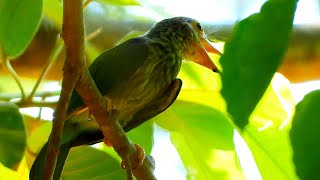 Green Bird looks for fruit