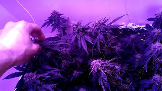Update on my indoor 21+ ONLY , WEEK 5