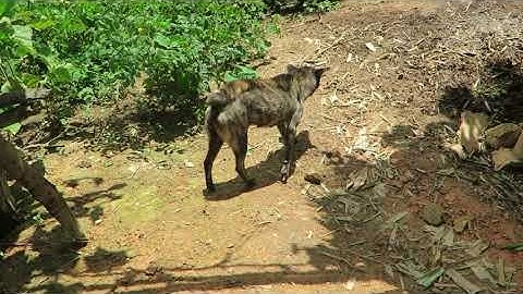 Hành trình đi tìm chó bản địa: Bản năng canh gác của chó Hmong cộc đuôi