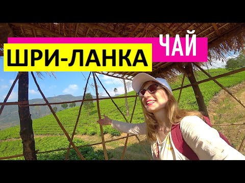 Чай в Шри-Ланке. Что скрывает гигантская чайная плантация Цейлона