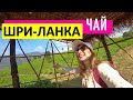 Чай в Шри-Ланке. Как выбрать лучший Цейлонский Чай?