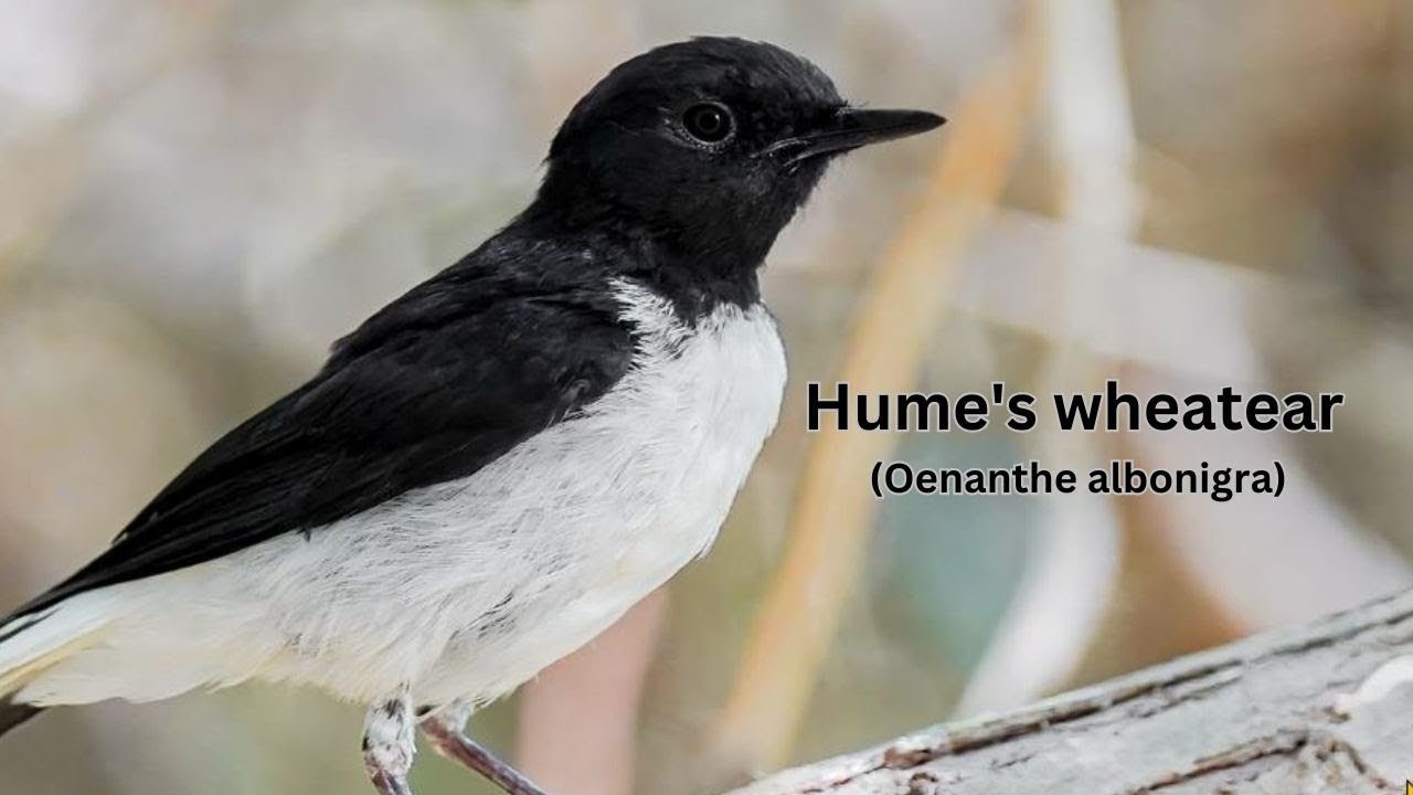 Hume's wheatear (Oenanthe albonigra) | Wheatear bird  species